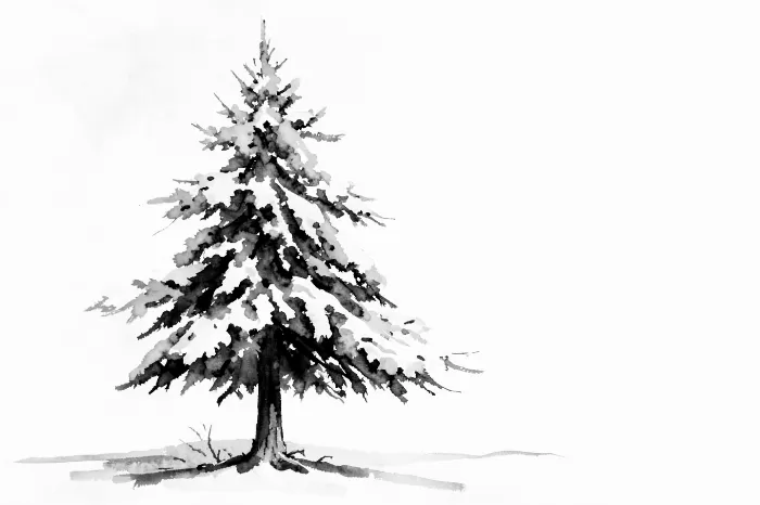 Snow Pine