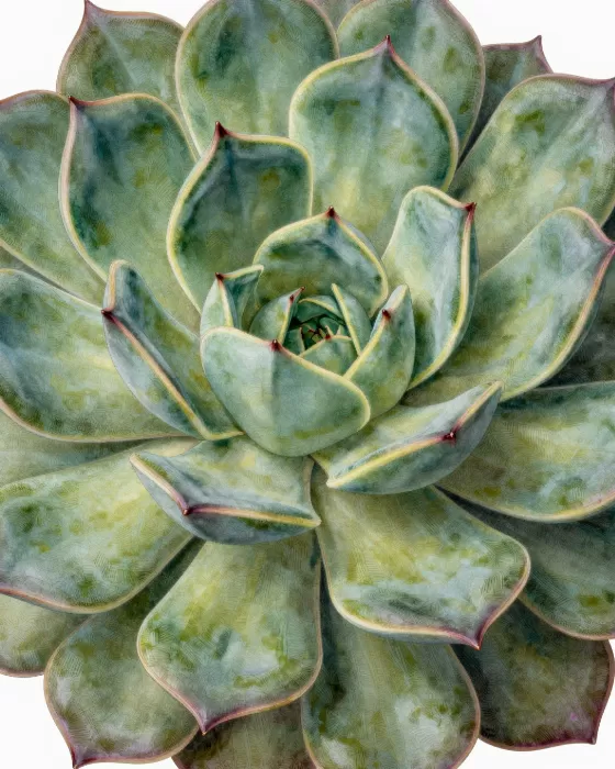 Succulent Geometry