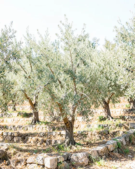 Cretan Groves