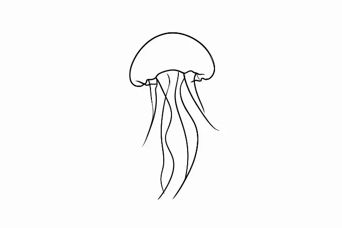 Jellyfish