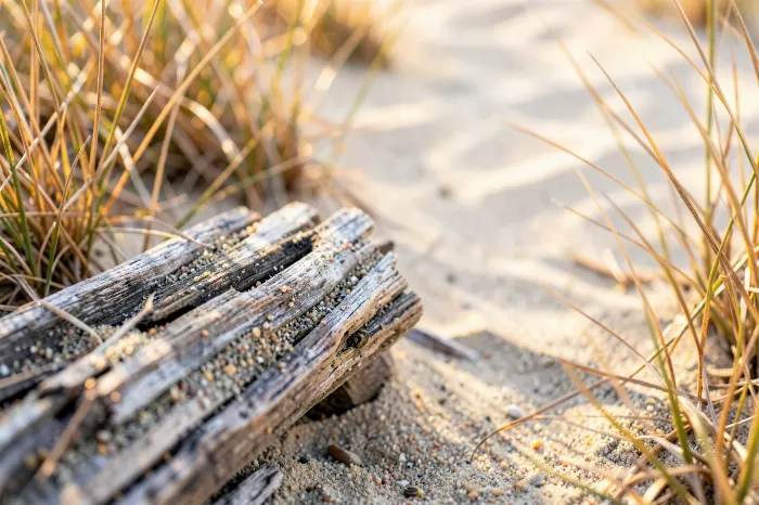 Driftwood Detail