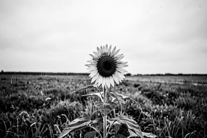 Rainlit Sunflower