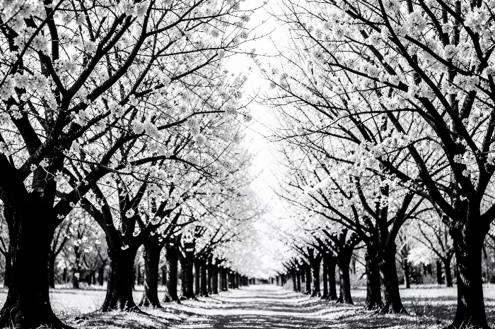 White Tunnel
