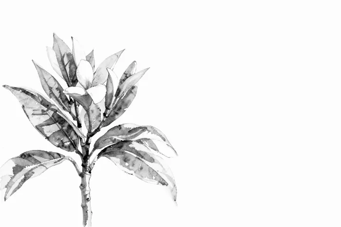 Plumeria Branch