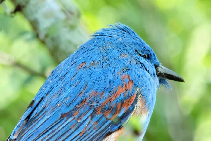 Azure Wing
