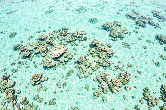 Reef Shallows
