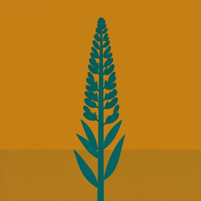 Lupine Bloom