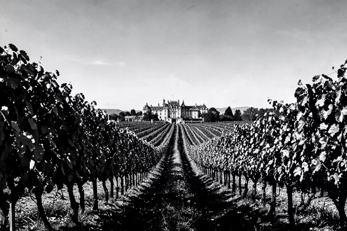 Vineyard Curves