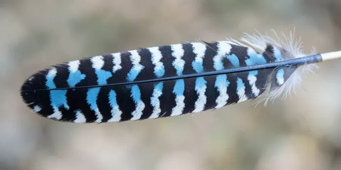 Jay Feather