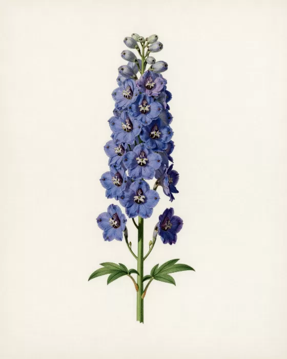 Delphinium Bloom