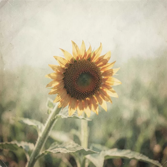 Sunfaded Gold
