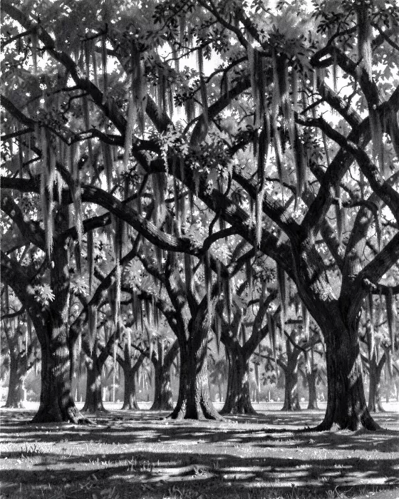Oak Shadows