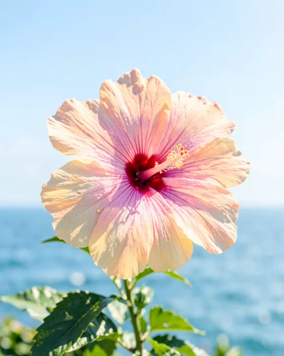 Hibiscus Shore