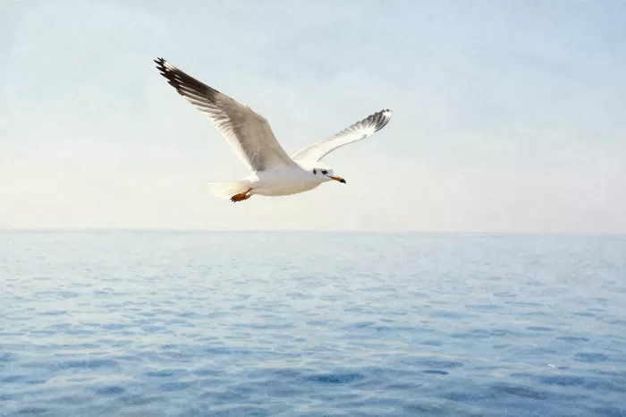 Sea Glide