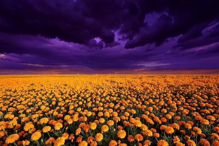 Marigold Storm