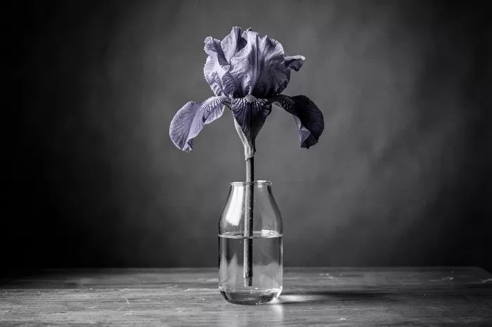 Solemn Bloom