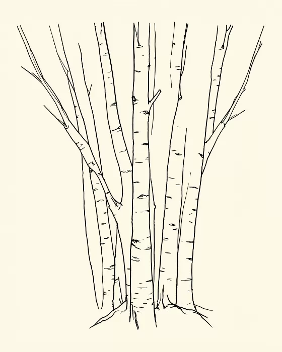 Birch Cluster