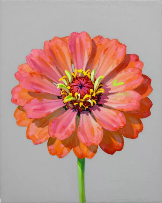 Hot Pink Zinnia