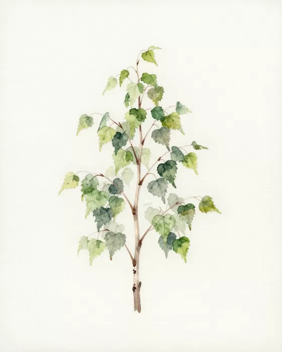 Young Birch