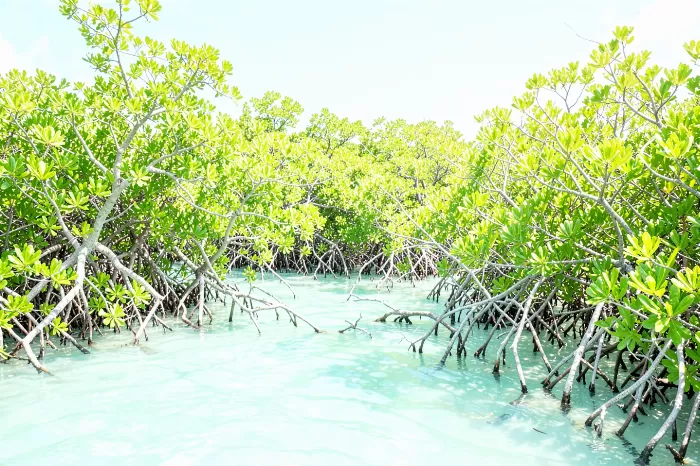 Mangrove Light