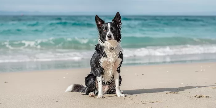 Shore Dog