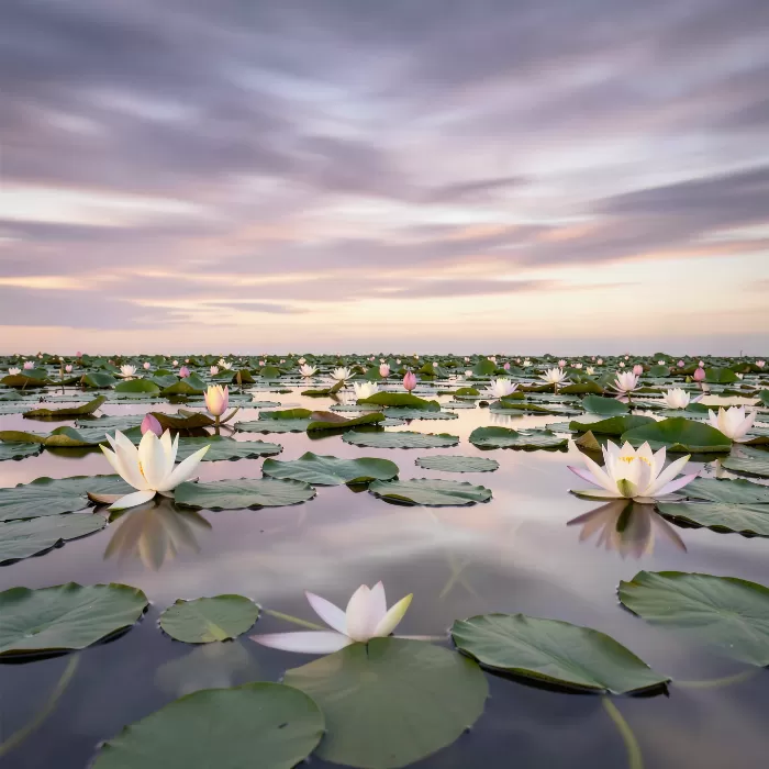 Still Lilies