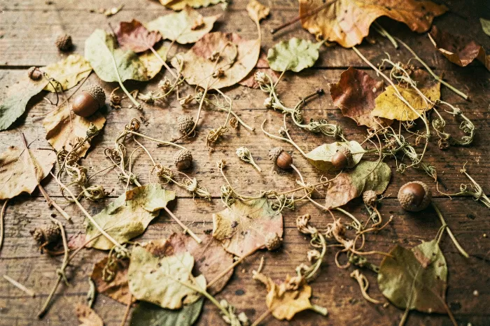 Faded Harvest
