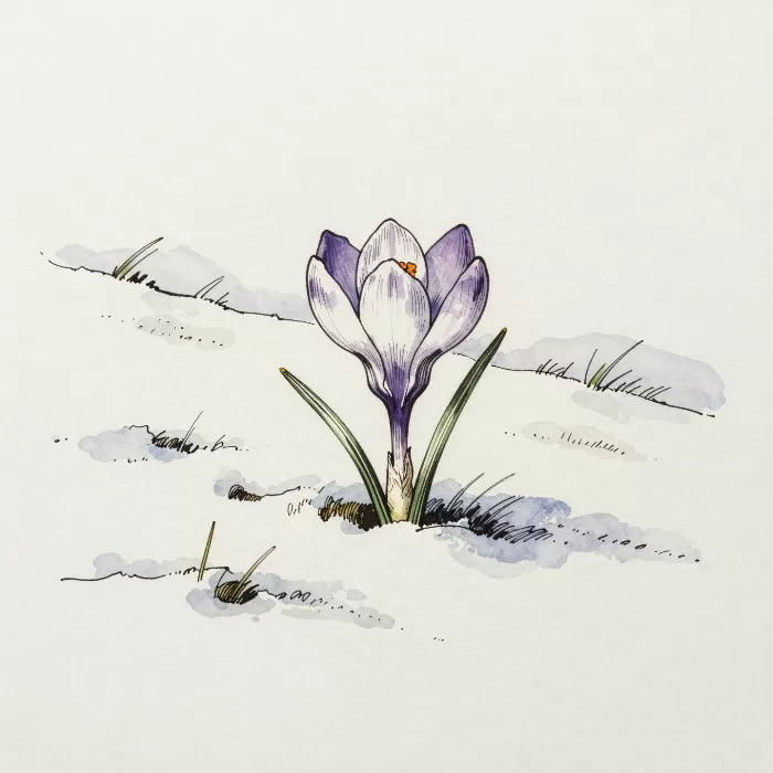 Late Thaw