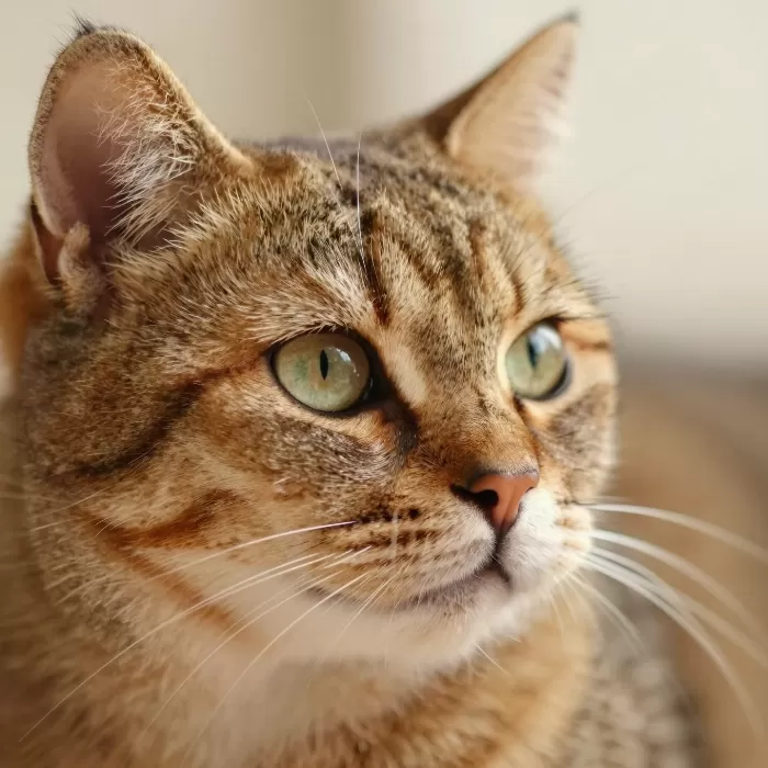 Golden Whiskers