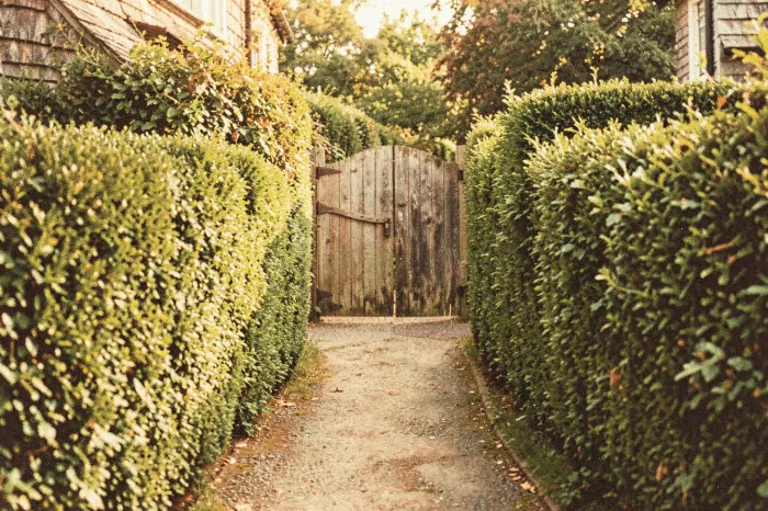 Box Hedges