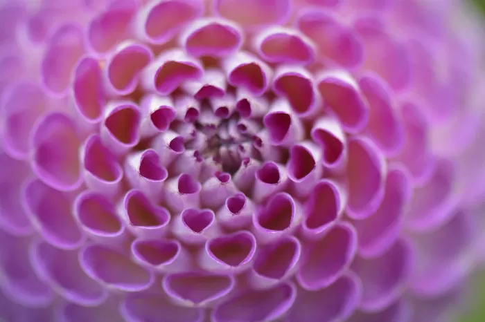 Pink dahlia