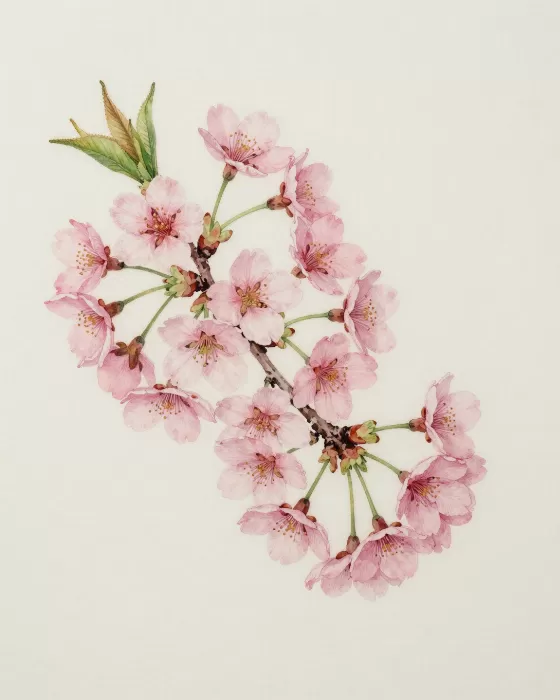 Cherry Blossom IV