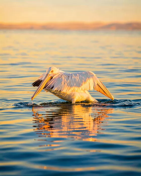 Gliding Light