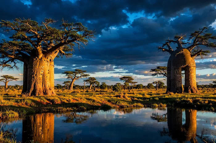 Savanna Splendor