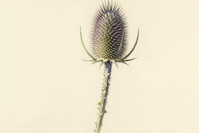 Globe Thistle