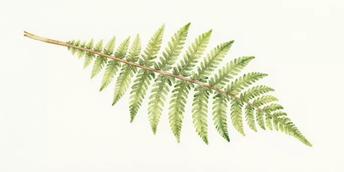 Soft Green