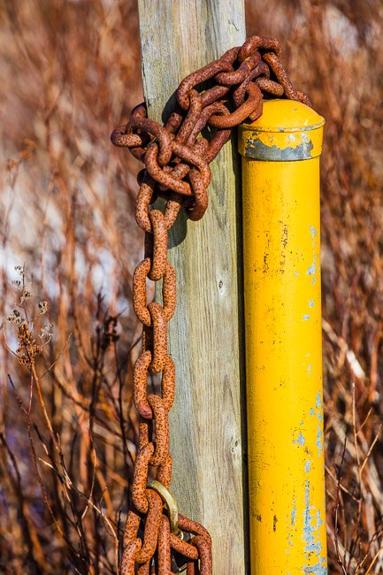 Hanging Around - Newfoundland art print