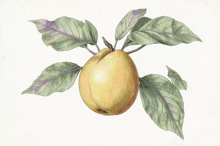 Quince Study