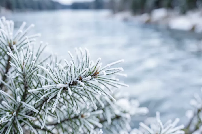 Adirondack Frost