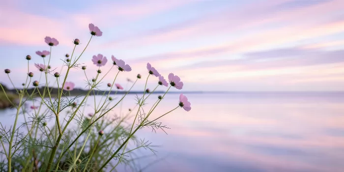 Silken Sky