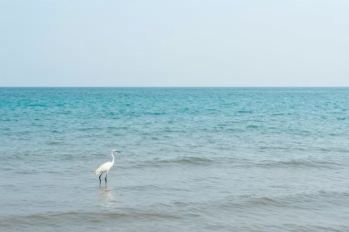 Egrets Shallows