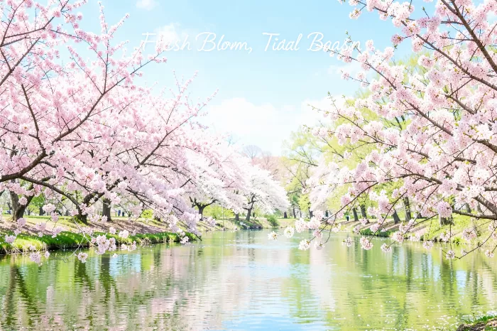 Cherry Tide