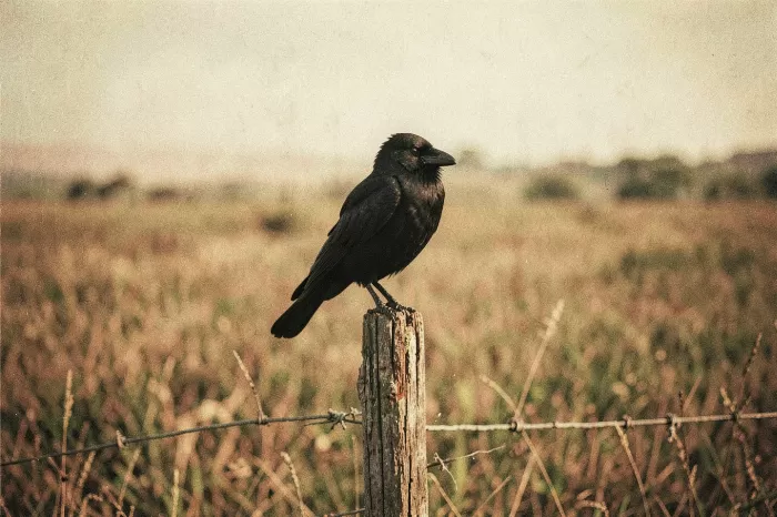 Raven Field