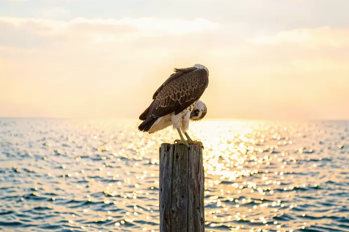Osprey Watch