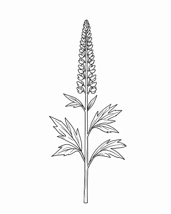 Lupine Line