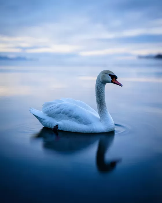 Silk Swan