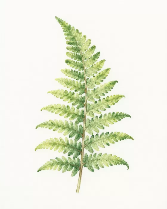 Fern Curl