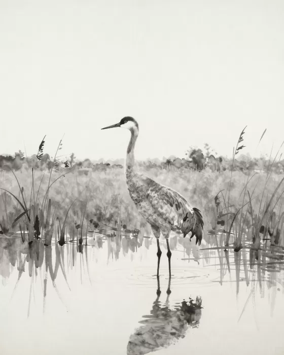 Crane Reflection