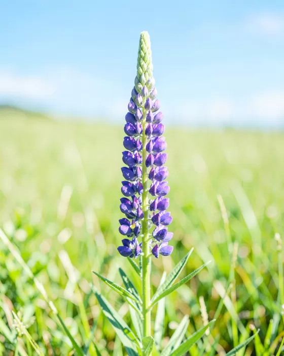 Meadow Violet