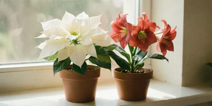 Winter Blossom